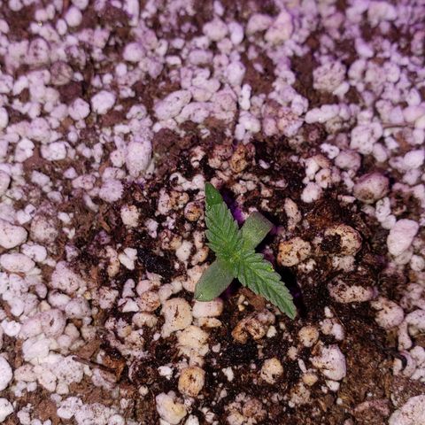 #1 Mary growlog timeline photo