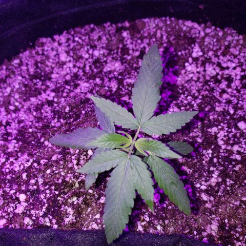 #1 Jane  growlog timeline photo