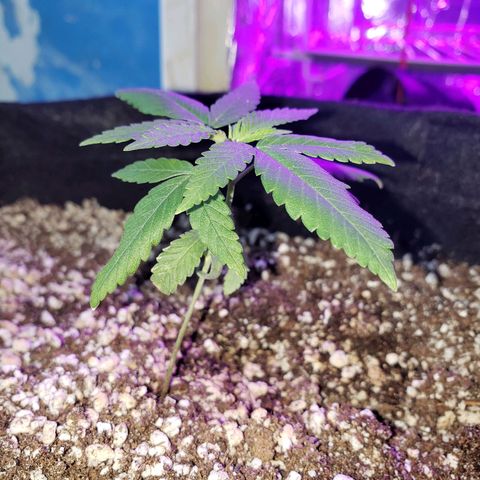 #1 Jane  growlog timeline photo