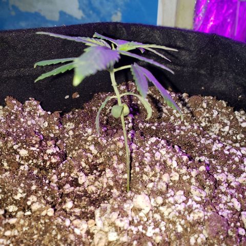 #1 Jane  growlog timeline photo