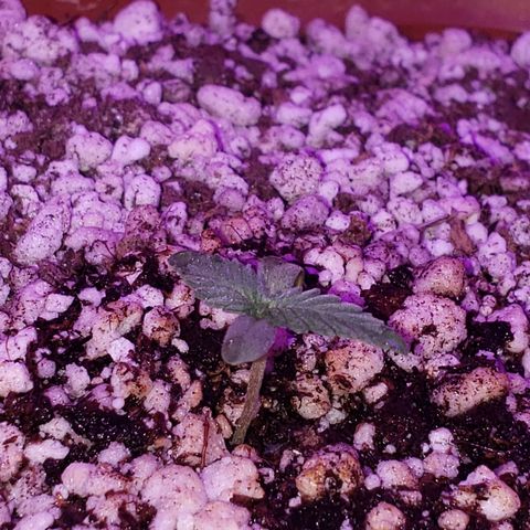 #1 Mary growlog timeline photo