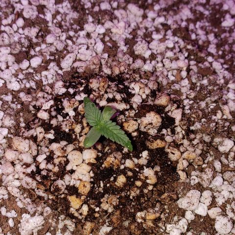 #1 Mary growlog timeline photo