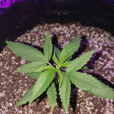 #1 Jane  growlog photo: Mais um par de folhas se desenvolvendo 