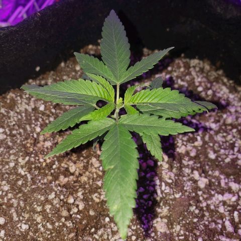 #1 Jane  growlog photo: Mais um par de folhas se desenvolvendo 