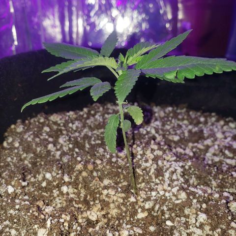 #1 Jane  growlog photo: Mais um par de folhas se desenvolvendo 