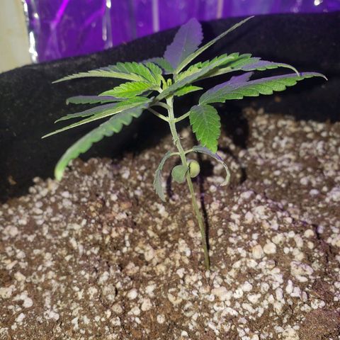 #1 Jane  growlog photo: Mais um par de folhas se desenvolvendo 