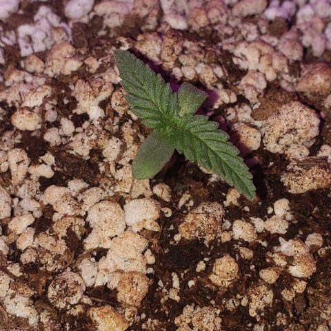 #1 Mary growlog timeline photo