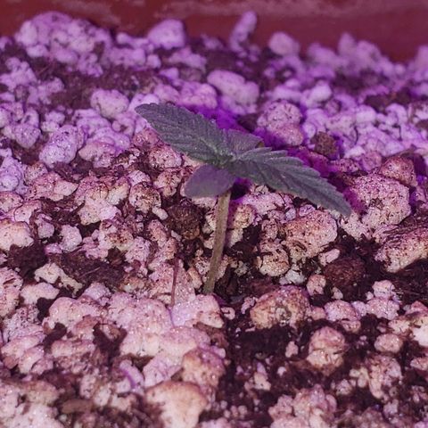 #1 Mary growlog timeline photo
