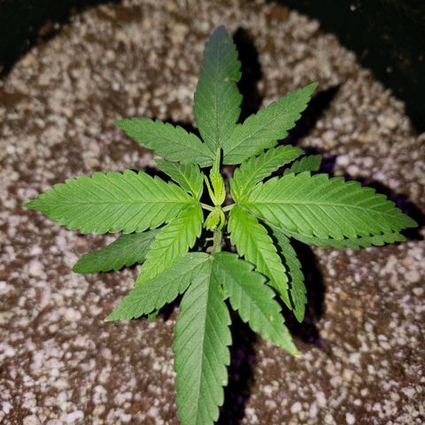 #1 Jane  growlog timeline photo