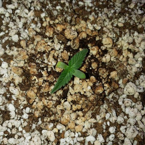 #1 Mary growlog timeline photo