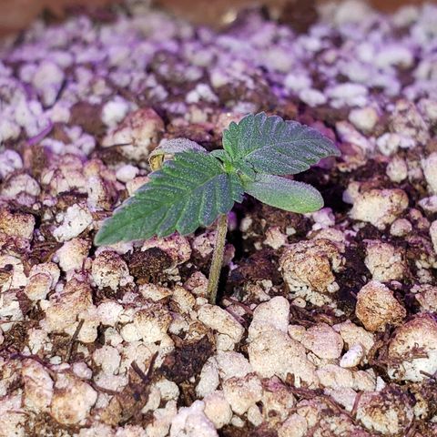 #1 Mary growlog timeline photo
