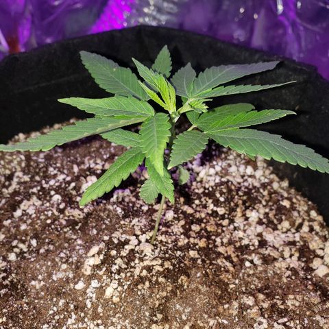 #1 Jane  growlog timeline photo