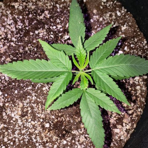 #1 Jane  growlog timeline photo