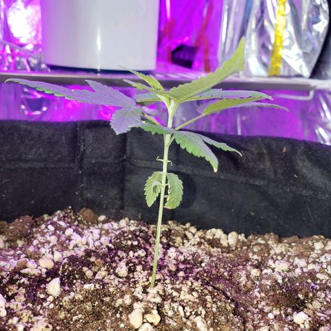 #1 Jane  growlog timeline photo
