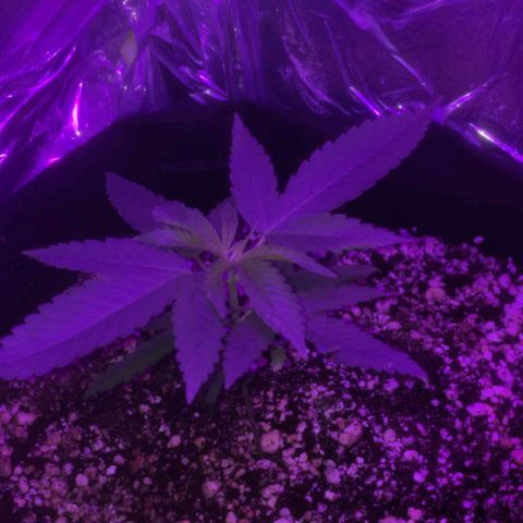 #1 Jane  growlog timeline photo