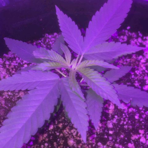 #1 Jane  growlog timeline photo