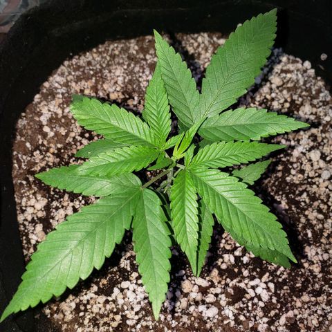 #1 Jane  growlog timeline photo