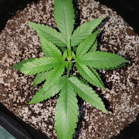 #1 Jane  growlog timeline photo
