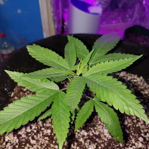 #1 Jane  growlog photo: Caule se desenvolvendo bem. Folhas com um verde bem bonito.