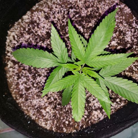#1 Jane  growlog photo: Caule se desenvolvendo bem. Folhas com um verde bem bonito.