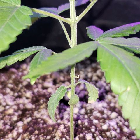 #1 Jane  growlog photo: Caule se desenvolvendo bem. Folhas com um verde bem bonito.