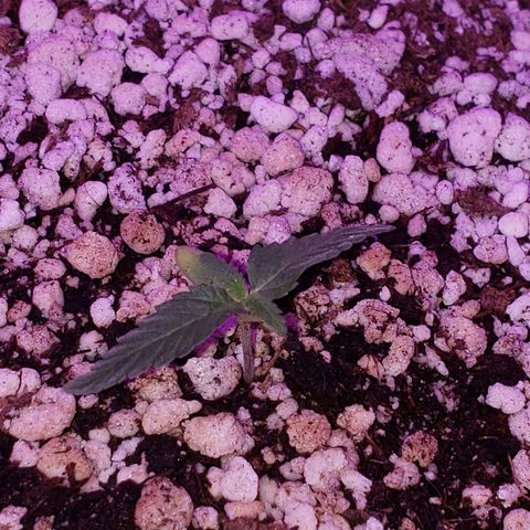 #1 Mary growlog photo: Os cotilédones ja estão secando 