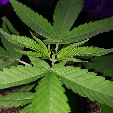 #1 Jane  growlog timeline photo
