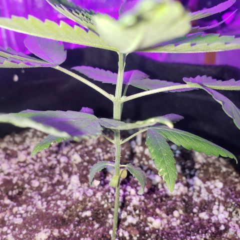 #1 Jane  growlog timeline photo