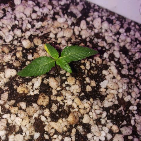 #1 Mary growlog timeline photo
