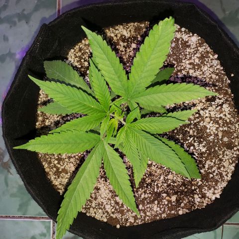 #1 Jane  growlog photo: Os cotilédones vieram secar agora