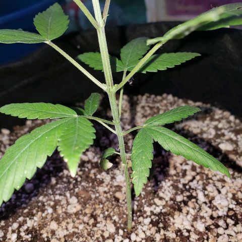 #1 Jane  growlog photo: Os cotilédones vieram secar agora