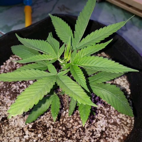 #1 Jane  growlog photo: Os cotilédones vieram secar agora