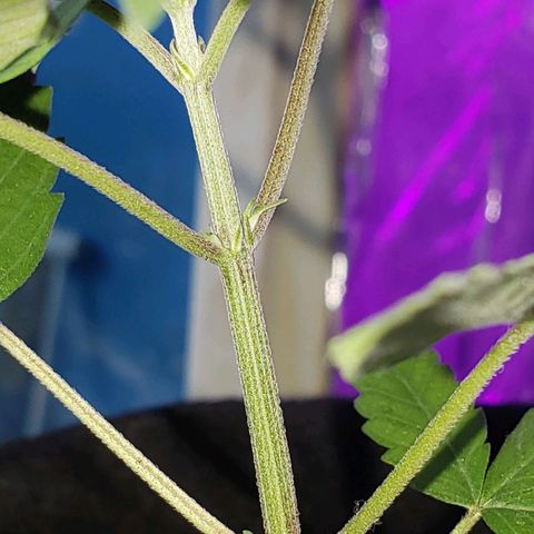 #1 Jane  growlog photo: A Jane mostrando seu sexo