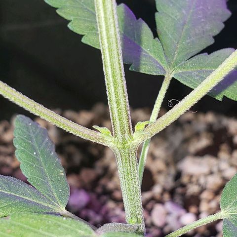 #1 Jane  growlog photo: A Jane mostrando seu sexo