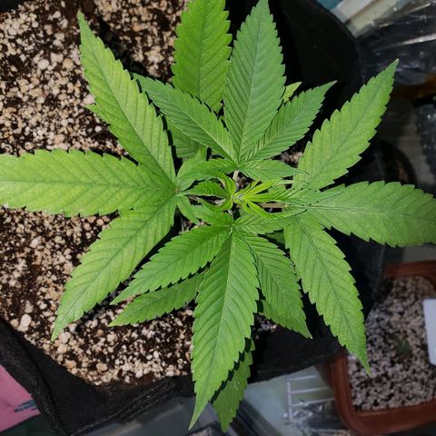 #1 Jane  growlog timeline photo