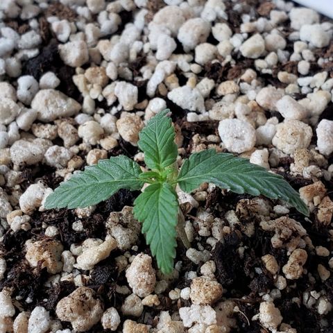 #1 Mary growlog timeline photo