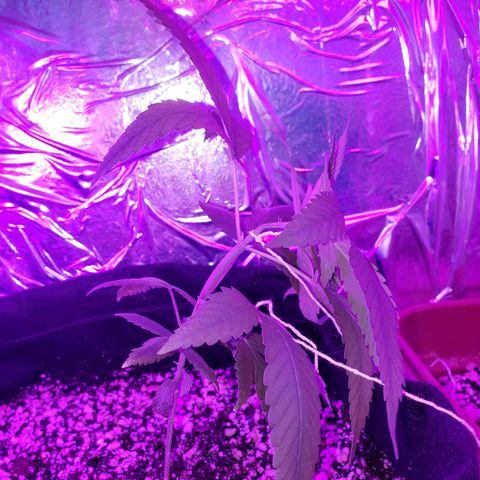 #1 Jane  growlog timeline photo