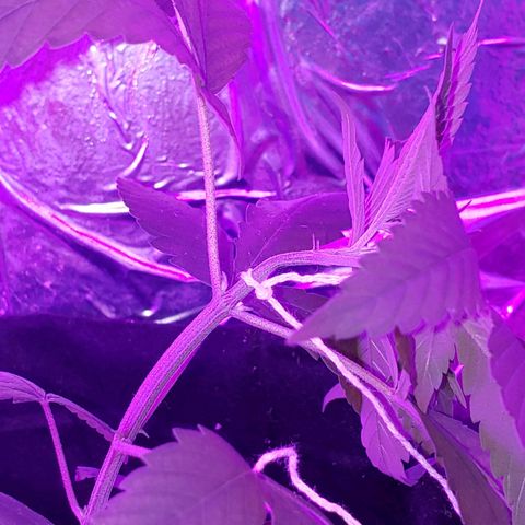 #1 Jane  growlog timeline photo