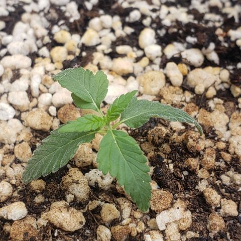 #1 Mary growlog timeline photo