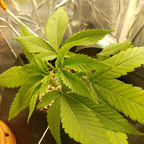#1 Jane  growlog timeline photo