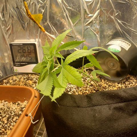 #1 Jane  growlog timeline photo