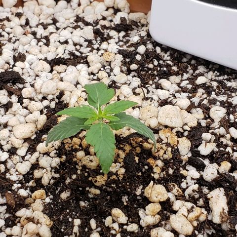 #1 Mary growlog timeline photo