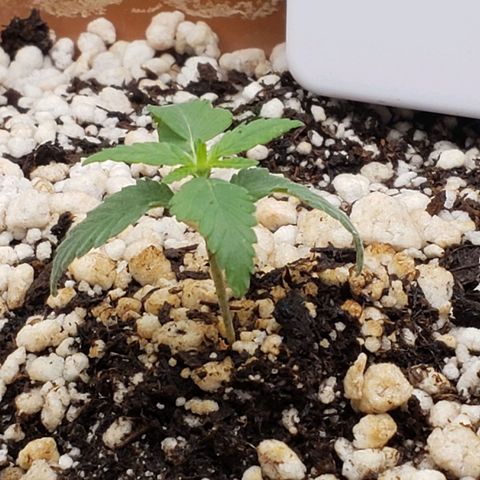 #1 Mary growlog timeline photo