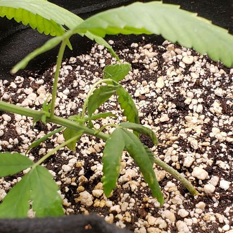 #1 Jane  growlog timeline photo