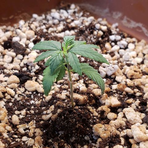 #1 Mary growlog timeline photo