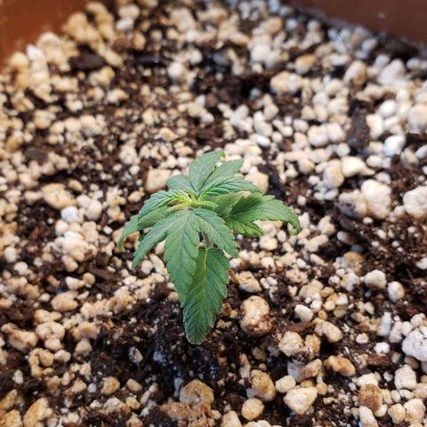 #1 Mary growlog timeline photo