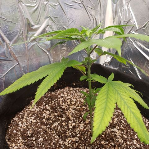 #1 Jane  growlog timeline photo