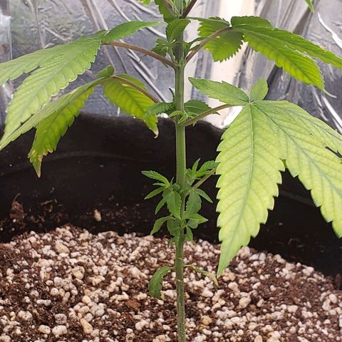 #1 Jane  growlog timeline photo