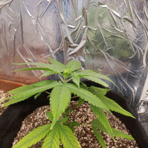 #1 Jane  growlog timeline photo