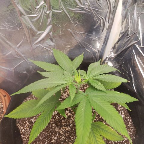 #1 Jane  growlog timeline photo